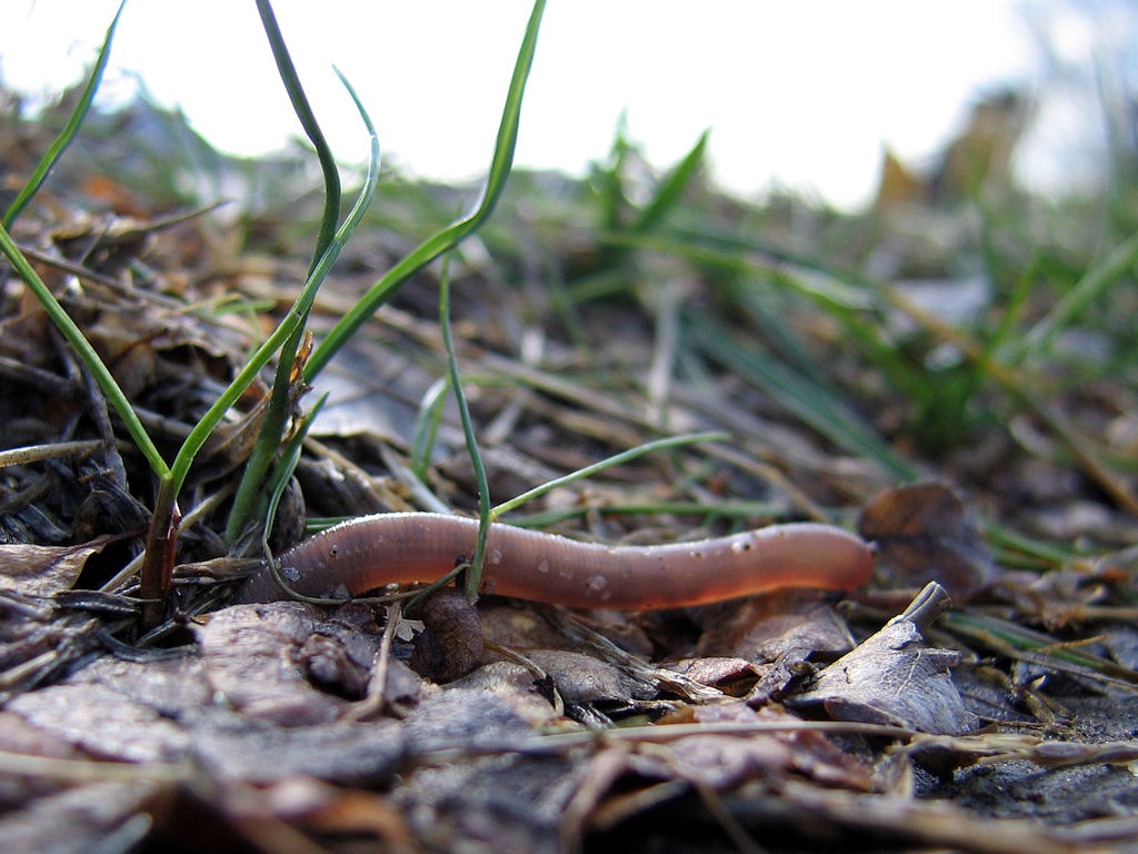 An earthworm