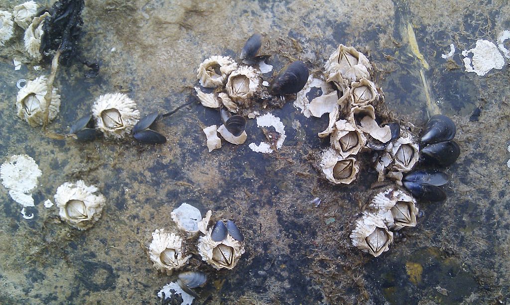 Barnacles